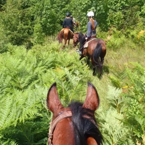 Paseo a Caballo